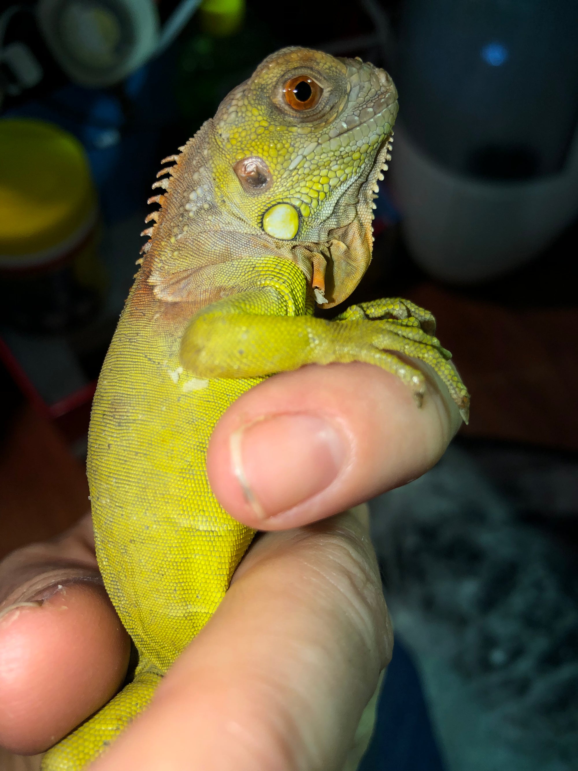 Coral Glow (Red Hypomelanistic) Baby Iguanas (2021)